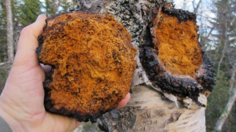 不止是温和滋养：白桦茸生物活性物质的多元价值革命