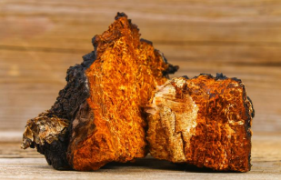 白桦茸原料 白桦茸原料