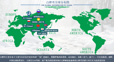 白桦茸全球分布图 白桦茸全球分布图