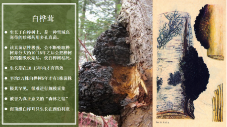 白桦茸能长期吃吗？白桦茸的独特优势