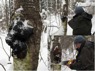 白桦茸树 白桦茸树