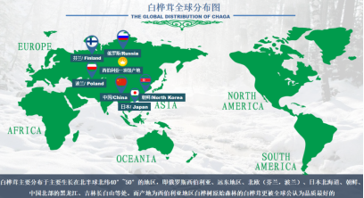 白桦茸全球分布图