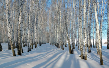 白桦茸树 白桦茸树