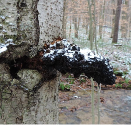 白桦茸的生长环境：为什么只偏爱寒带白桦树？