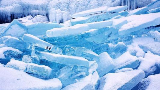 西伯利亚白桦茸生长的地方