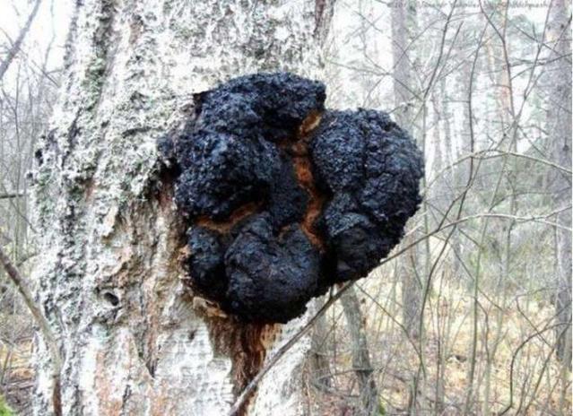 白桦茸（白桦菌）