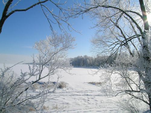 俄罗斯的白桦茸