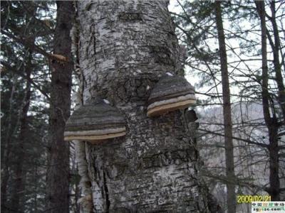 (白桦茸)桦树茸