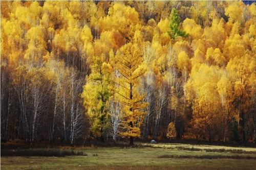 桦树茸作用的了解