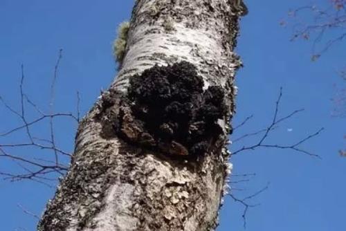 白桦茸桦褐孔菌