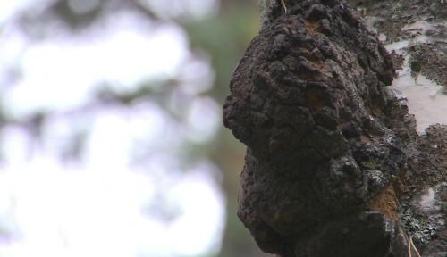 桦褐孔菌白桦茸