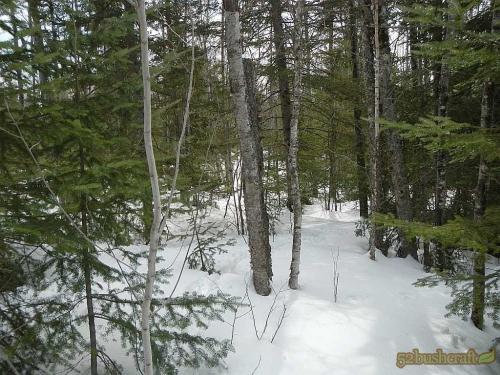 白桦茸的来历优势怎样的