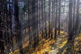 西伯利白桦茸的生长