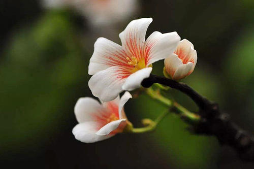 桦树茸关注蔬菜营养问题