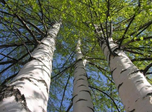 白桦菌（桦树菌）