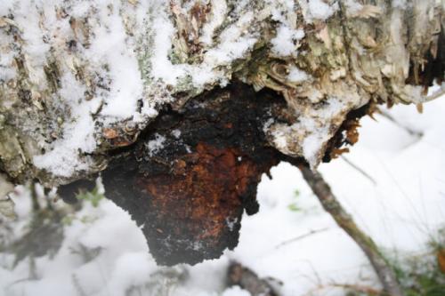 桦树茸加盟代理