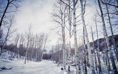 俄罗西伯利亚白桦茸