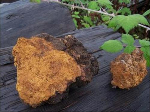 西伯利亚白桦茸