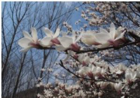 打造白玉兰城市绿化 “新标杆”