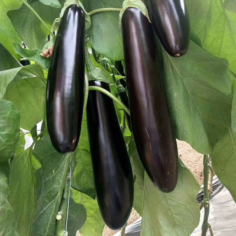 茄子