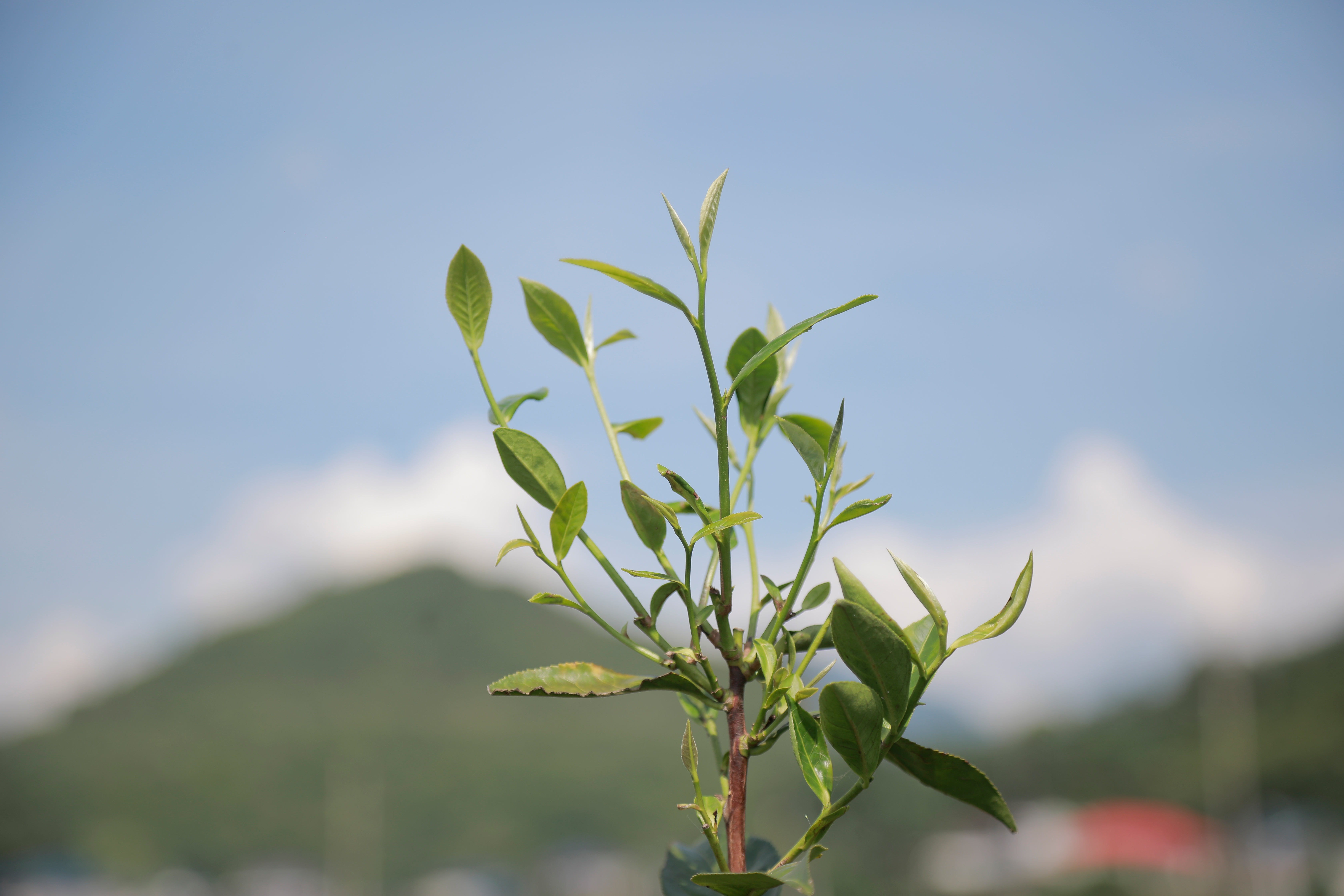 城步峒茶 璀璨的红茶宝石 
