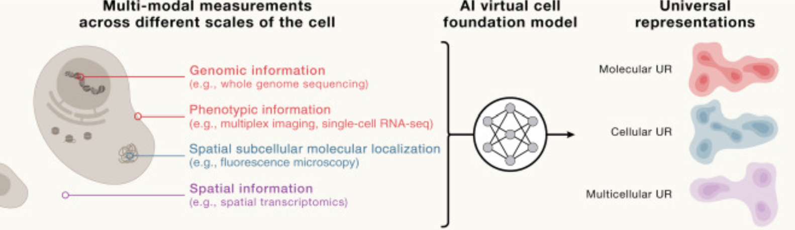如何利用人工智能构建虚拟细胞？
