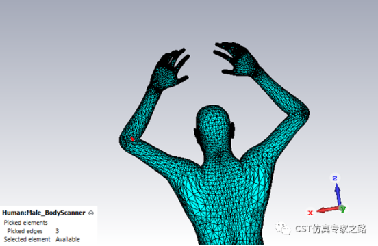 CST软件如何将均匀人体空心2D模型填充3D