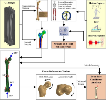 将通过神经肌肉骨骼模型获得的机械负荷纳入孤立股骨的有限元分析的管道