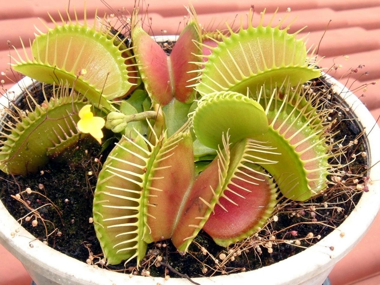 食蝇草